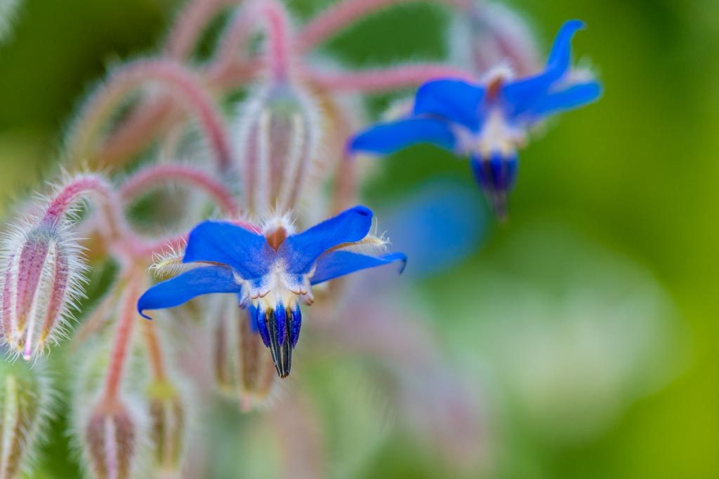 ２０１９年５月昭和記念公園にて